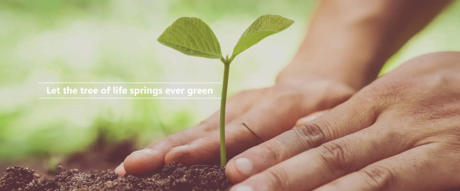 Let the tree of life springs ever green